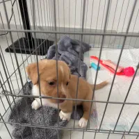 سگ شیتزو تریر