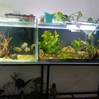 آکواریوم لوکس آماده استفاده شاسی آهنی ولوازم کامل|ماهی|ارومیه, |دیوار