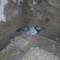 کبوتر|پرنده|کوهدشت, |دیوار