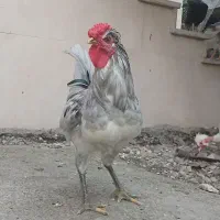 خروس گلین
