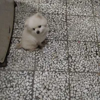 فروش پامرانین خرسی و روباهی نر و ماده|سگ|بابلسر, |دیوار