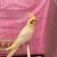 عروس هلندی لوتینو ماده