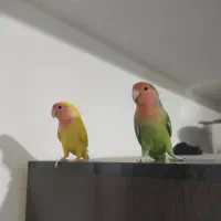 طوطی برزیلی