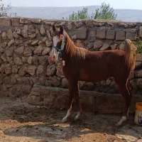 اسب