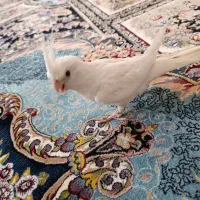 جوجه عروس ۲ ماهه البینو