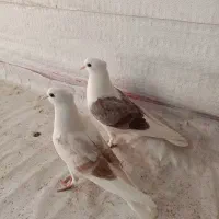 کبوتر دوکت پشت دار