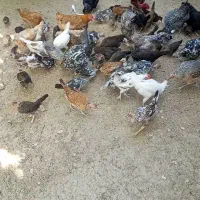 ۴۰جوجه محلی اصل همه از نژاد خروس گردن ریت وگلین