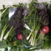 سبزی خوردن پاک شده بسته بندی