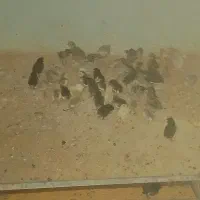 فروش جوجه ۱روزه تا ۲۰روزه گلین وجوجه خروس گلین