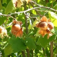 تولید و فروش نهال فندق زنجان