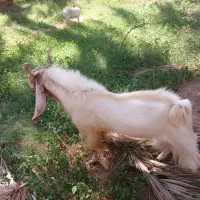 گسفند پاکستانی گوش بلند