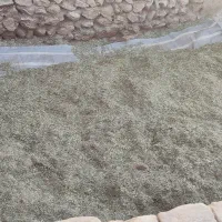 شبدر