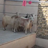 بز جوان آبستن