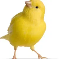 جوجه قناری محلی