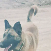 فروش توله 8ماه نر دورگ مالینویز