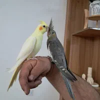 عروس هلندی وکوتوله برزیلی هشترود|پرنده|هشترود, |دیوار