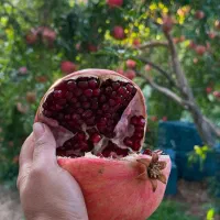 انار دونه سیاه قلعه چم