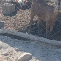 بز نزار گوشتی