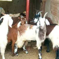 گوسفند و بره و بزغاله کشتاری داشتی در قره تپه|حیوانات مزرعه|گرگان, |دیوار