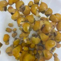 حلزون سیب|ماهی|هشتگرد, فاز ۳ مهستان|دیوار