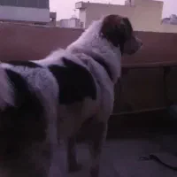 سگ نگهبان.واگذاری