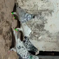 هفت رنگ وسار|پرنده|مشهد, کوه سنگی|دیوار