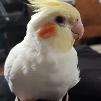 عروس هلندی نر سخنگو با قفس