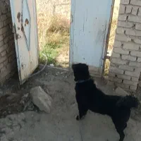 سگ گله و نگهبان|سگ|خمین, |دیوار