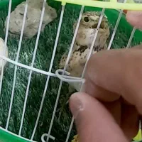 تعدادی سهره خاکی همشون نر جوجه سال