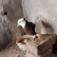 طوقی|پرنده|اسفراین, |دیوار