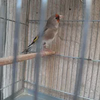 سهره نر کرمونی