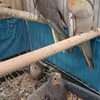 عروس هلندی|پرنده|قصرشیرین, |دیوار