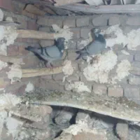 آلمان نروماده