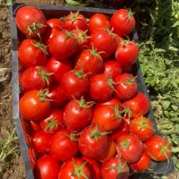 فروش فوق العاده سبد ده کیلویی|عمدهفروشی|ارسنجان, |دیوار