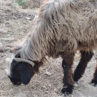برندیل بختیاری اصل