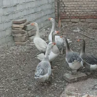 فروش غاز محلی