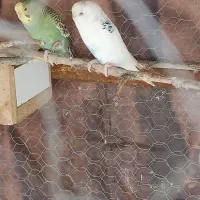 جفت مرغ عشق مولد