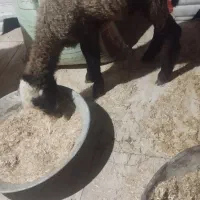 بره زل