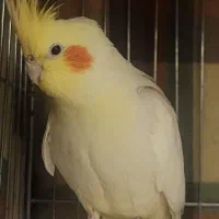 عروس هلندی نر سخنگو باهوش
