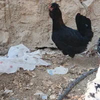 مرغ وخروس ریشی.بندردیر|حیوانات مزرعه|بندر دیر, |دیوار