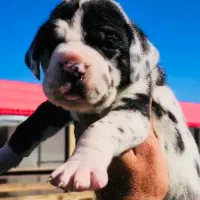 گریت دین /ژرمن و کنکورسو|سگ|تهران, شهرک آزمایش|دیوار