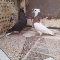 توقی واشعل