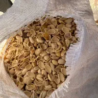 خرید و فروش پوست پسته