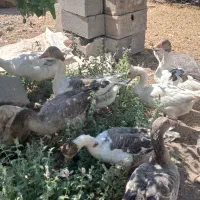 غاز|حیوانات مزرعه|کرمانشاه, |دیوار