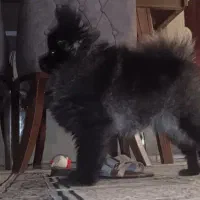 سگ پامر|سگ|اصفهان, نقش جهان|دیوار