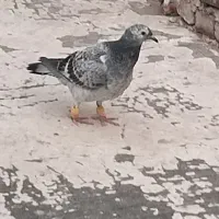 کبوترگمشده آلمانی