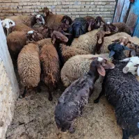 گوسفند مهربانی همراه با بره فقط تماس