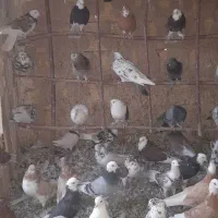 شازده.ابلغ زرد.سبز.سرور.|پرنده|زیباشهر, |دیوار