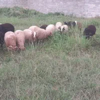 بره نر سالم|حیوانات مزرعه|نوشهر, |دیوار