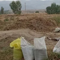 کاه ماش